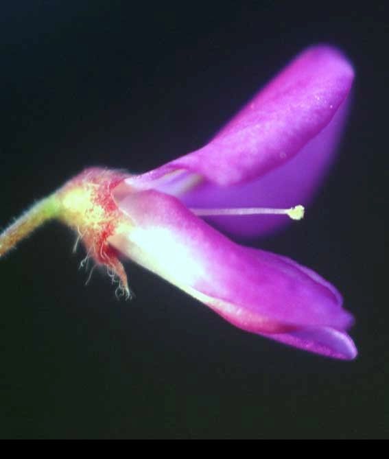 Desmodium triflorum flower