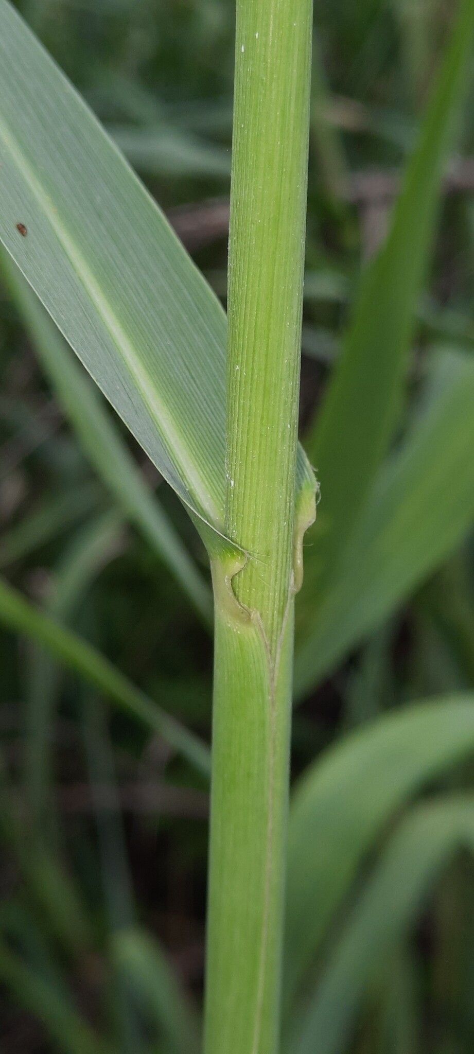 Paspalum repens bark