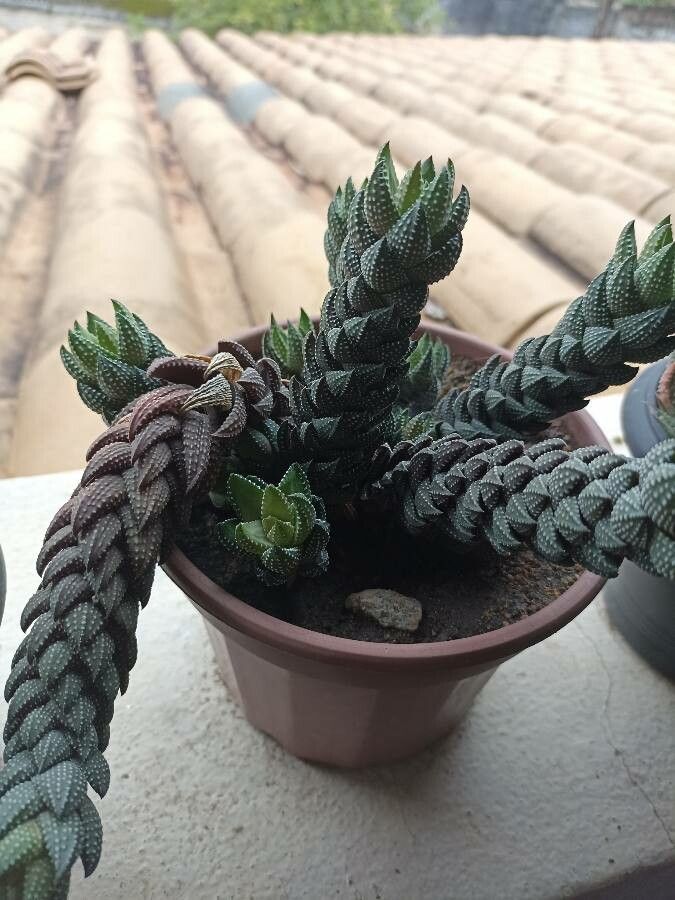 Haworthia coarctata flower