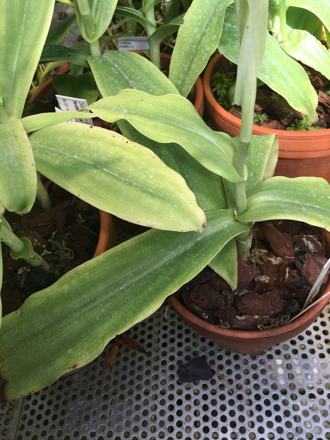 Habenaria medusa — houseplant care guide