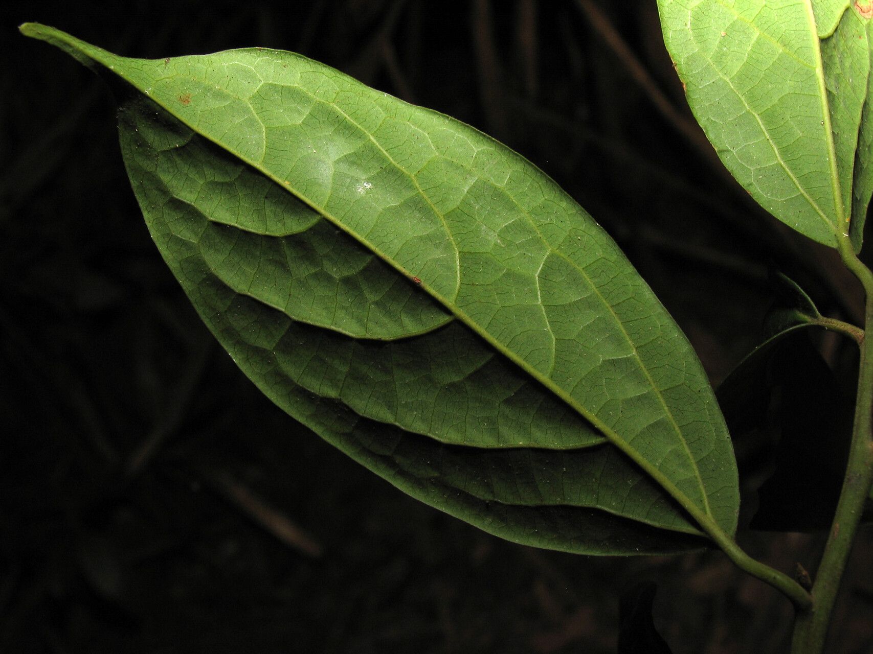 Cinnamomum triplinerve — search result for 'Cinnamomum'