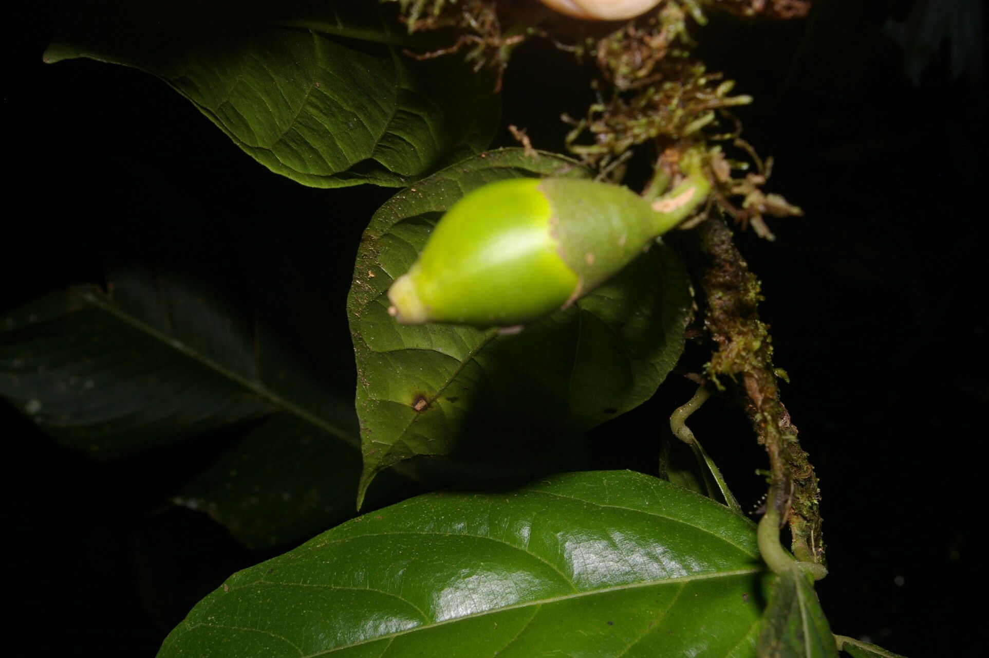 Quararibea nigrescens fruit