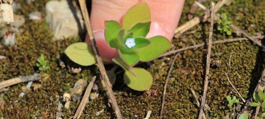 Myosotis pusilla — houseplant care guide
