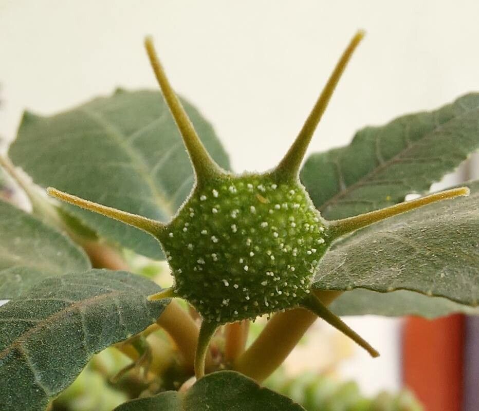 Dorstenia foetida flower