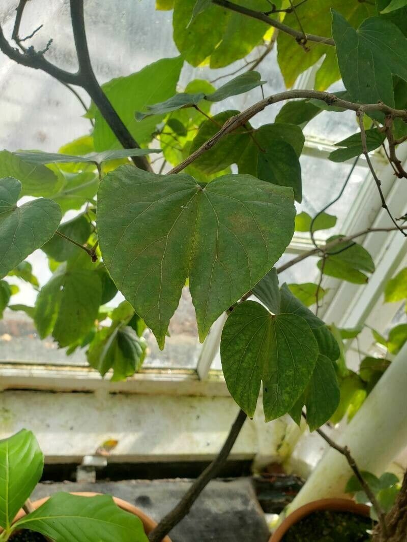 Phanera bidentata — related species from the same genus