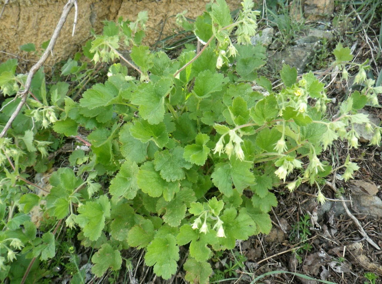Geum heterocarpum habit