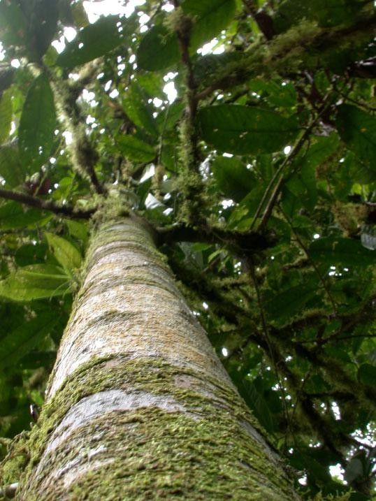 Eschweilera collinsii bark