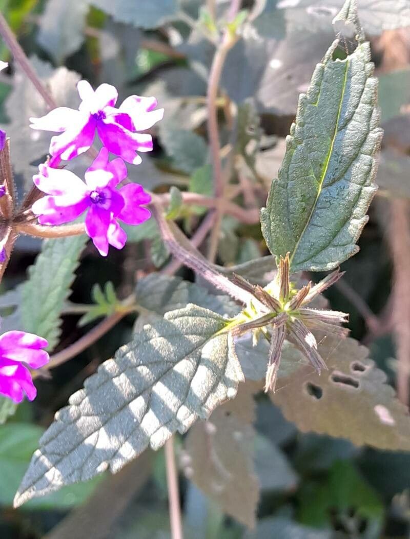 Verbena guaranitica — houseplant care guide