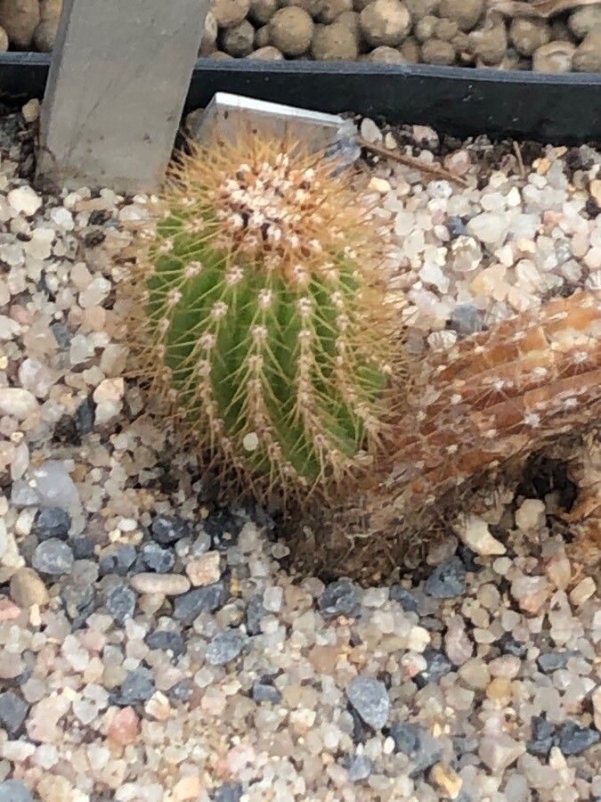 Echinopsis spachiana