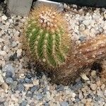 Echinopsis spachiana