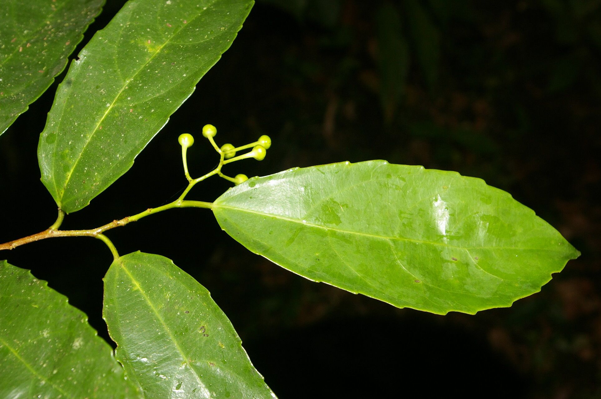 Hasseltiopsis dioica leaf
