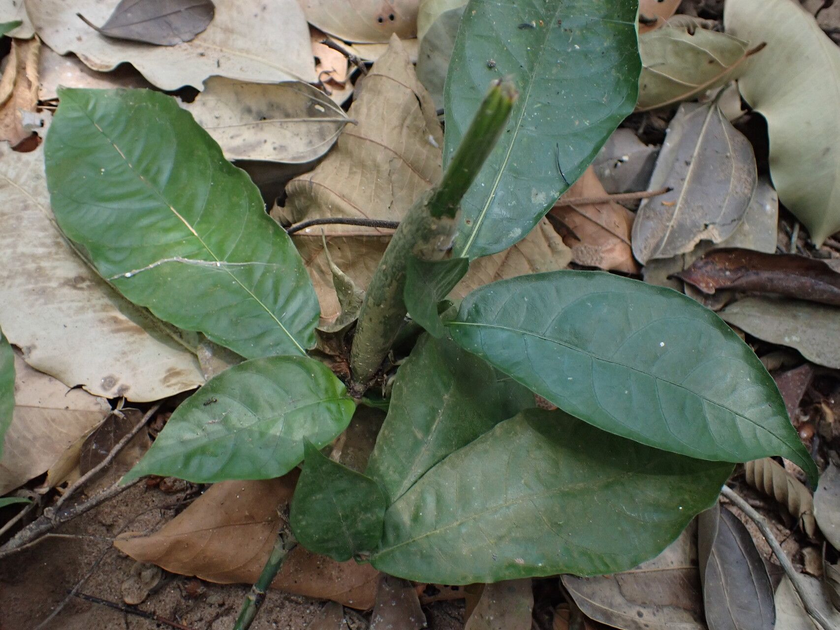 Gardenia leopoldiana — search result for 'Gardenia'