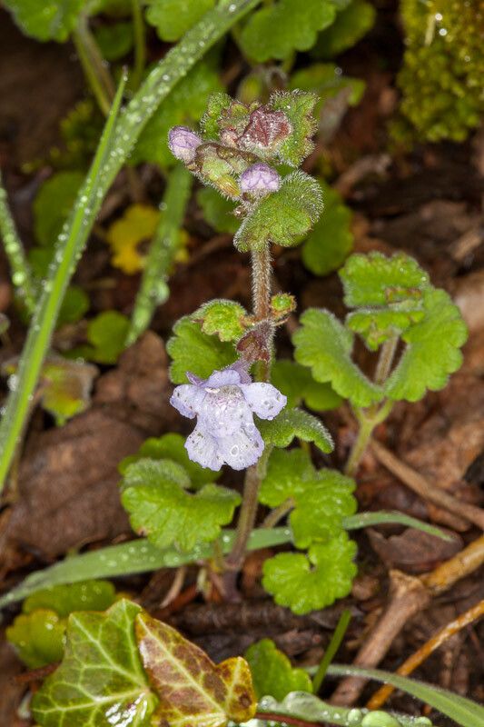 Glechoma sardoa leaf