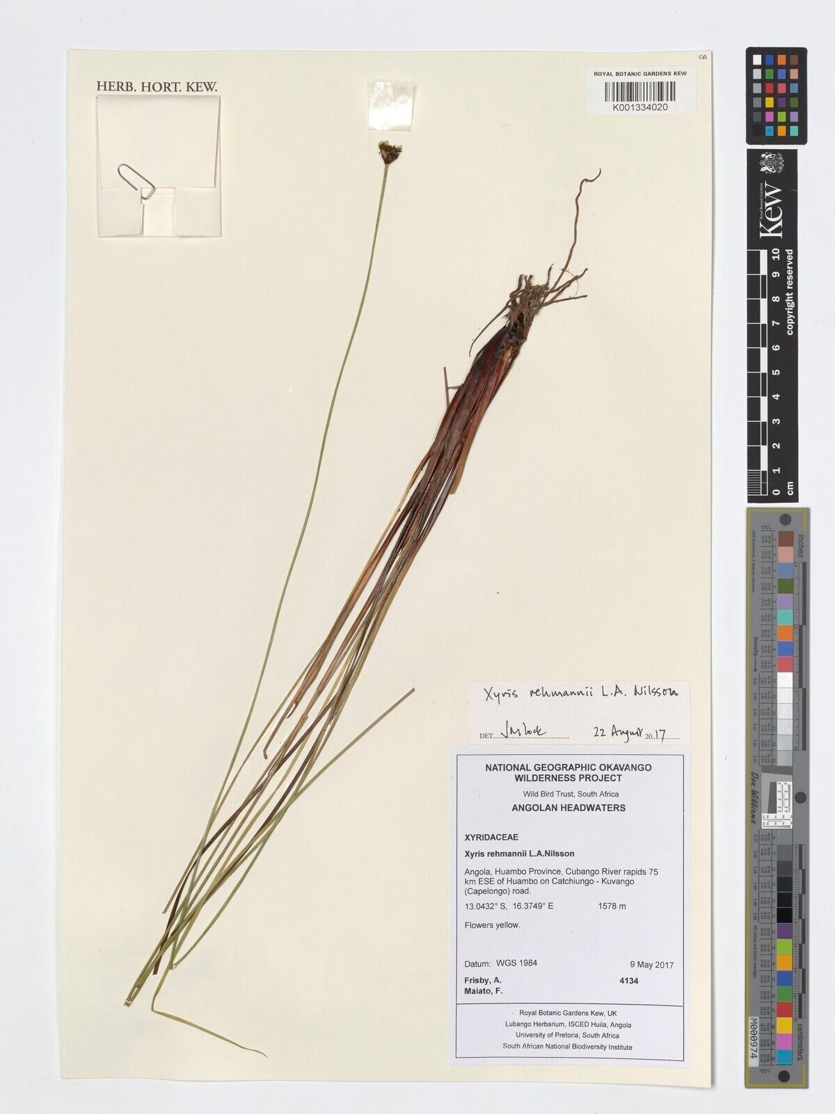 Xyris rehmannii — search result for 'Xyris'