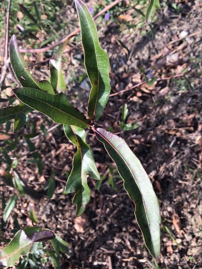 Quercus hemisphaerica — unique fruits houseplant