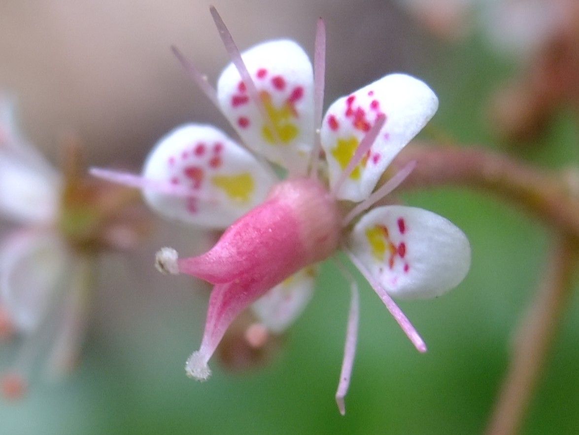 Saxifraga umbrosa flower