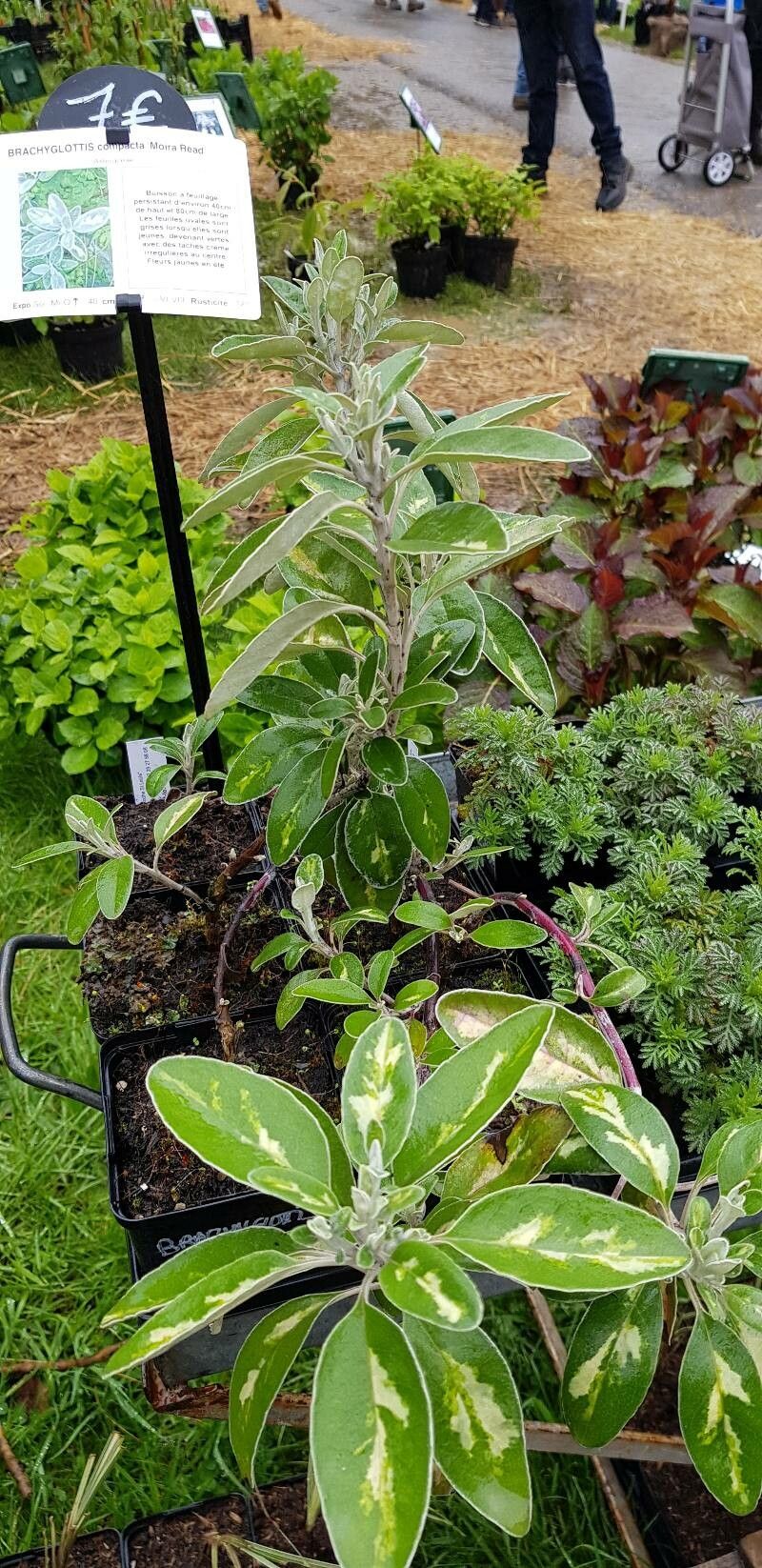 Brachyglottis compacta habit