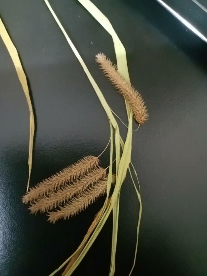 Carex brasiliensis — houseplant care guide