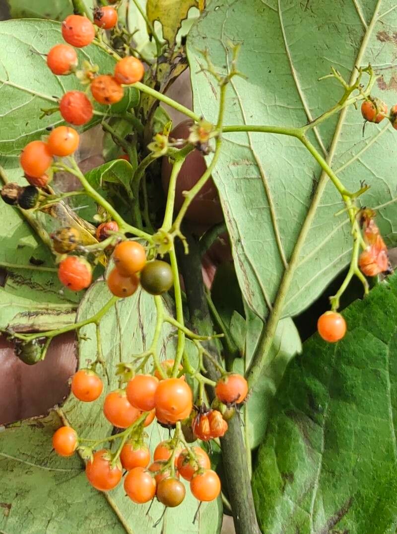 Ehretia amoena fruit