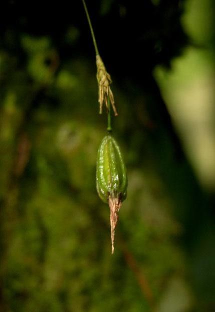 Specklinia simmleriana fruit