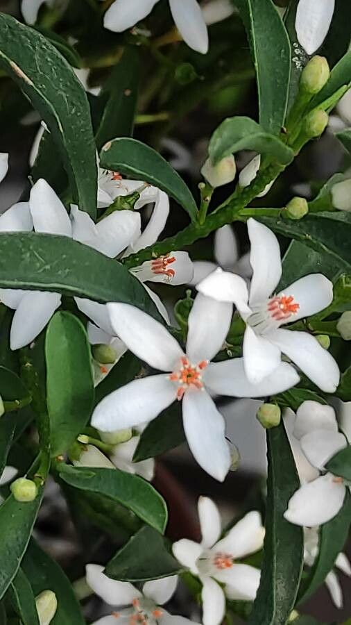 Eriostemon myoporoides flower