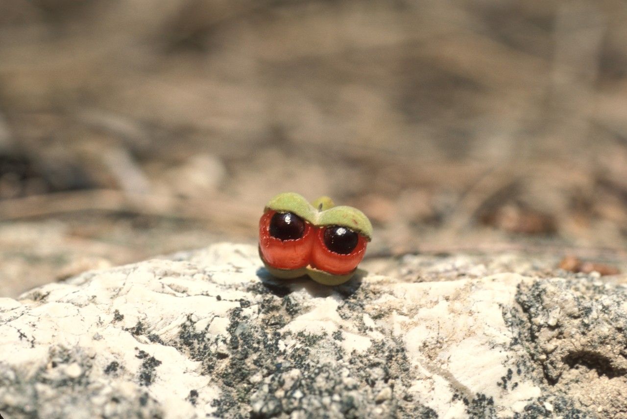 Alectryon coriaceus fruit