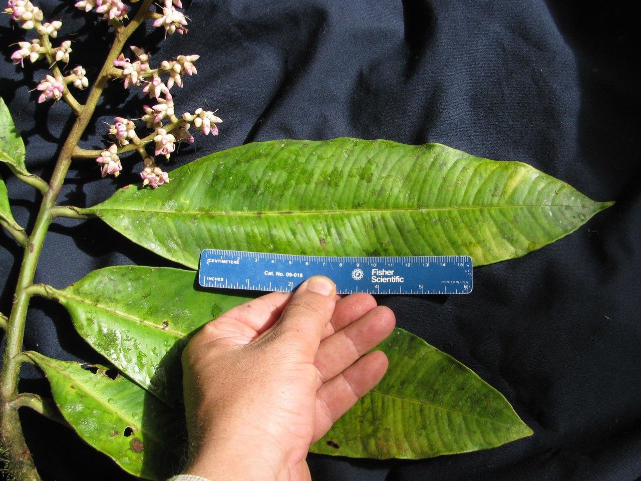 Ardisia furfuracea other