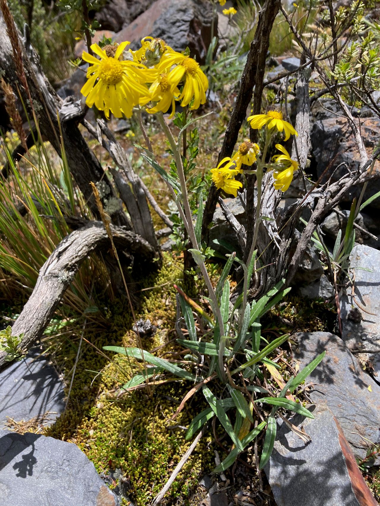 Senecio soukupii habit