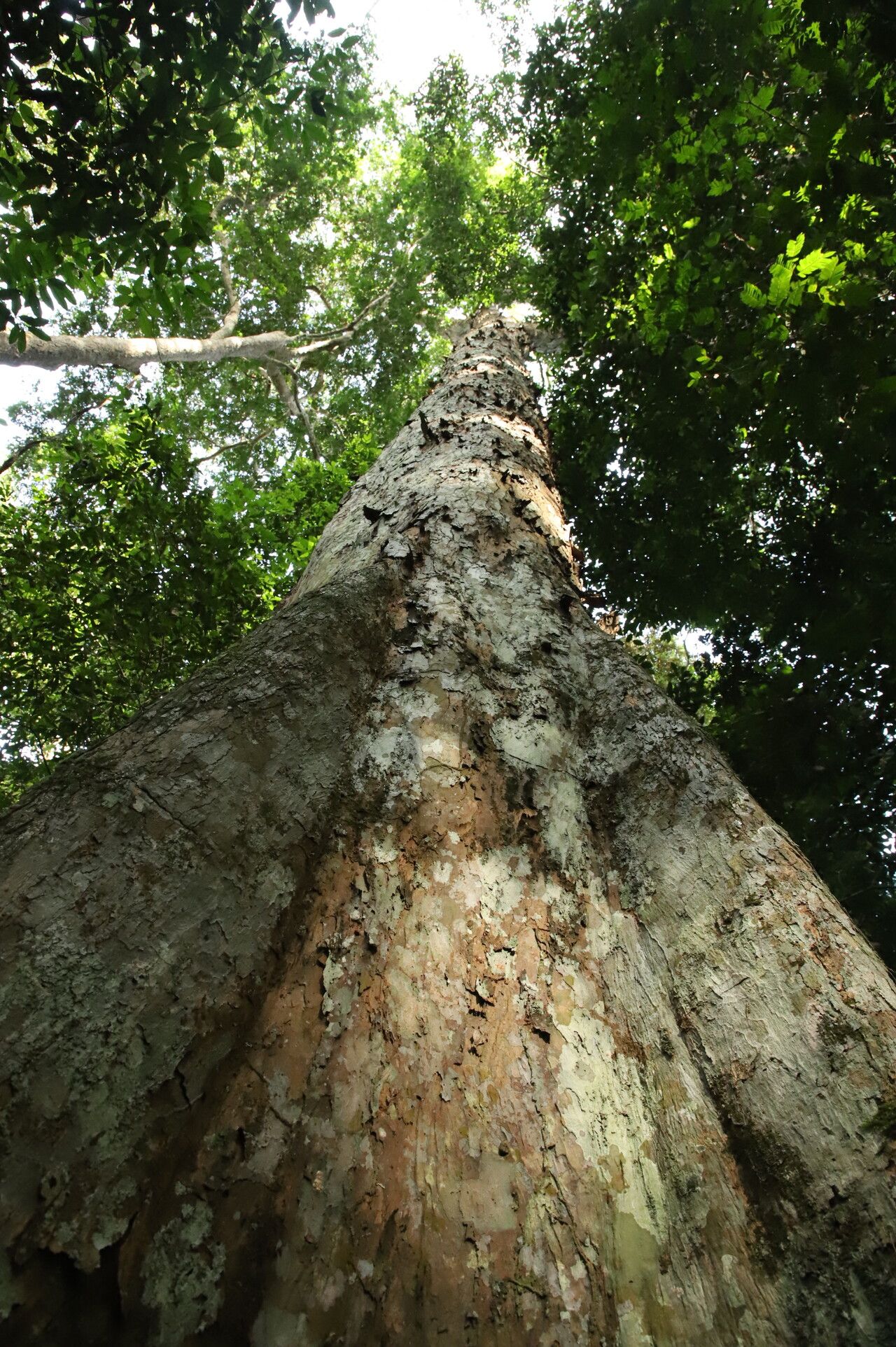 Pterocarpus tessmannii bark