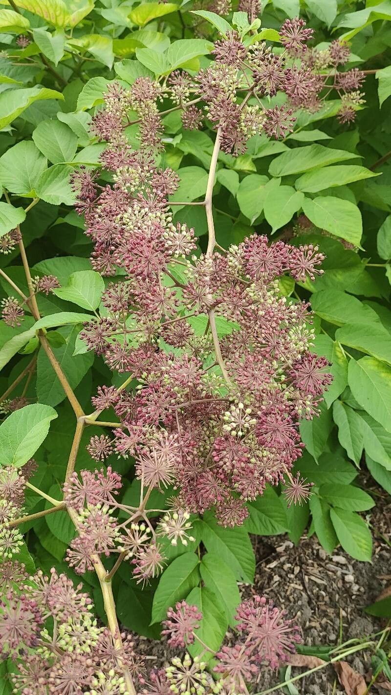Aralia californica flower