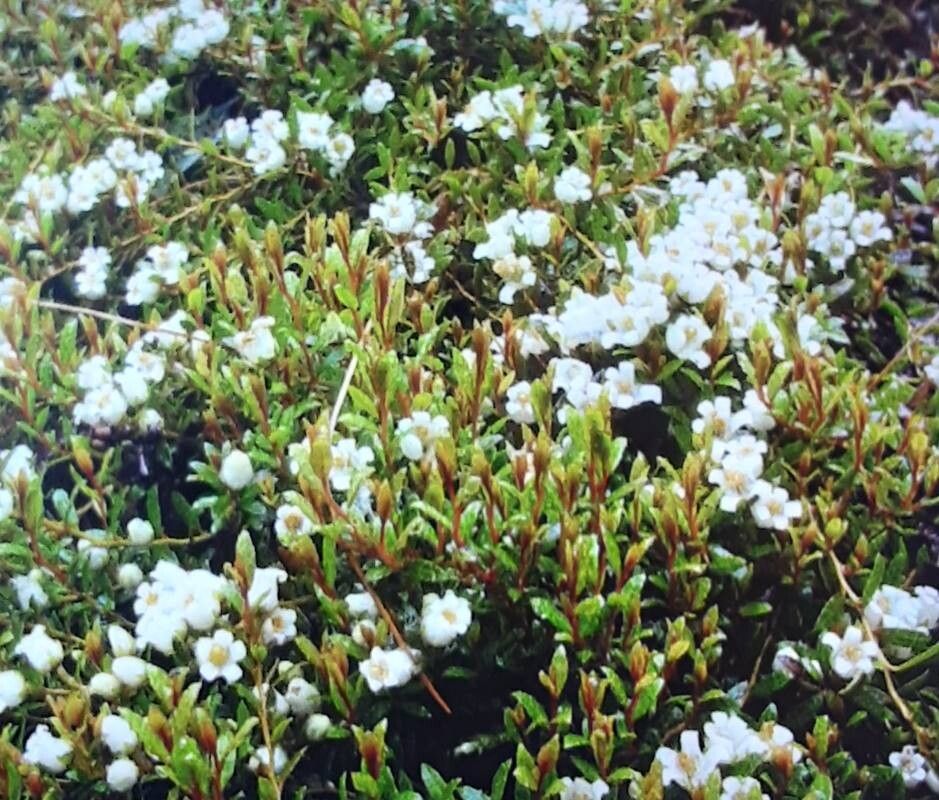 Gaultheria parvula habit