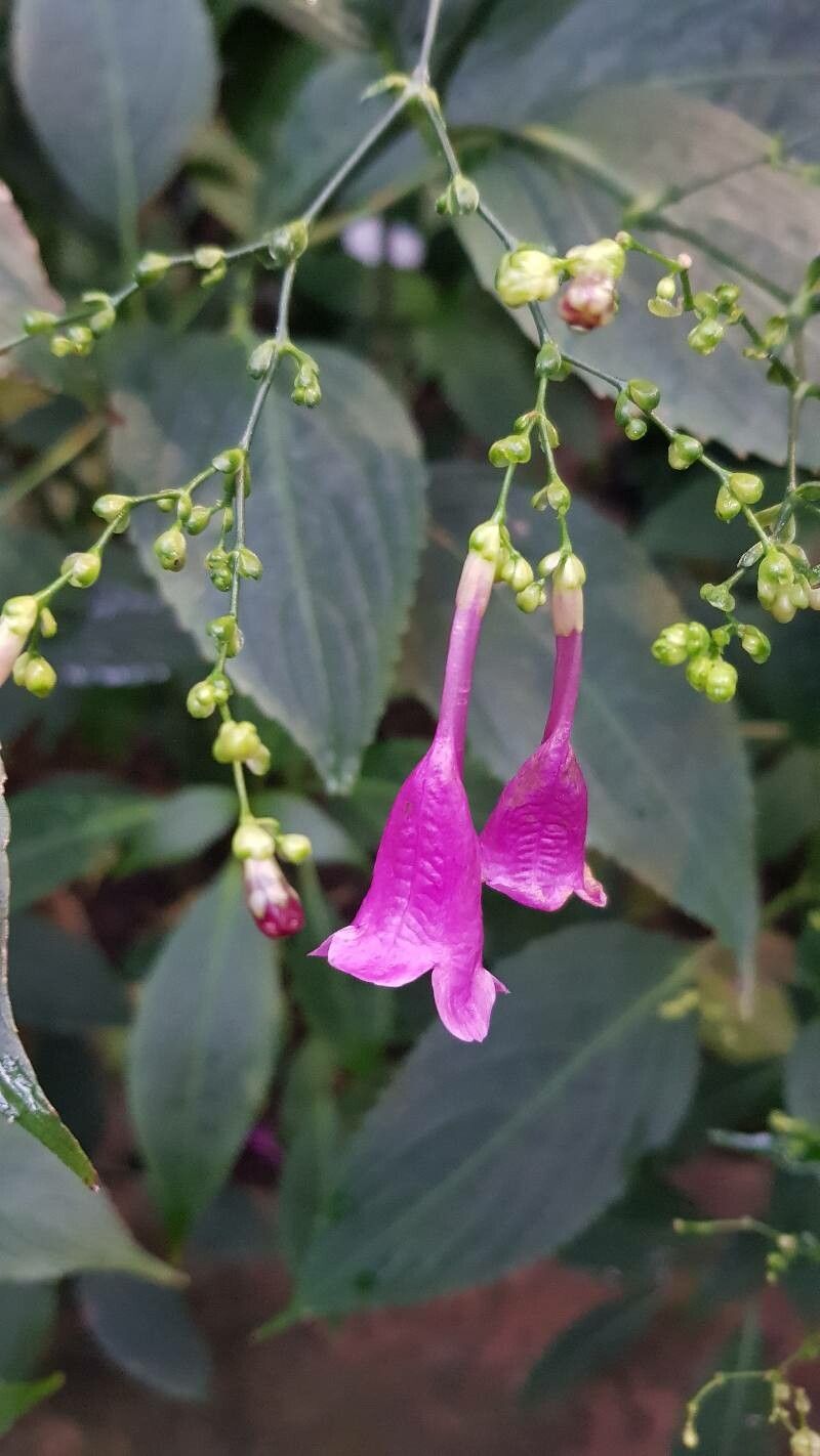 Strobilanthes cystolithigera flower
