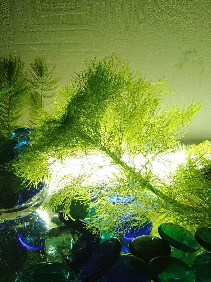 Myriophyllum sibiricum — search result for 'Myriophyllum'