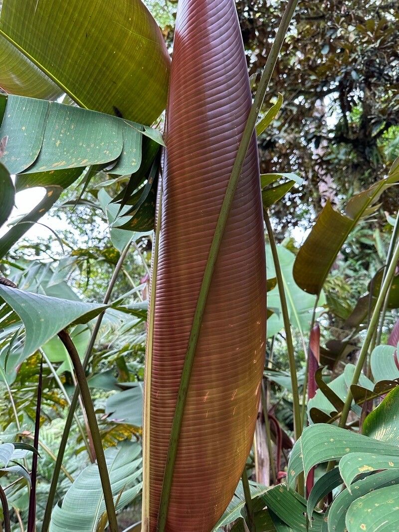 Heliconia ramonensis — search result for 'Heliconia'