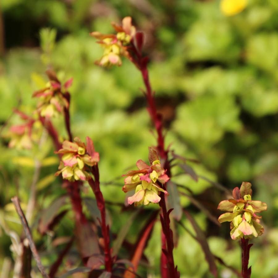Saxifraga moschata flower