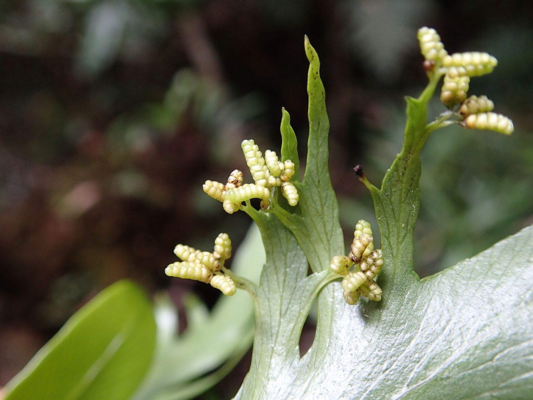 Lygodium hians flower