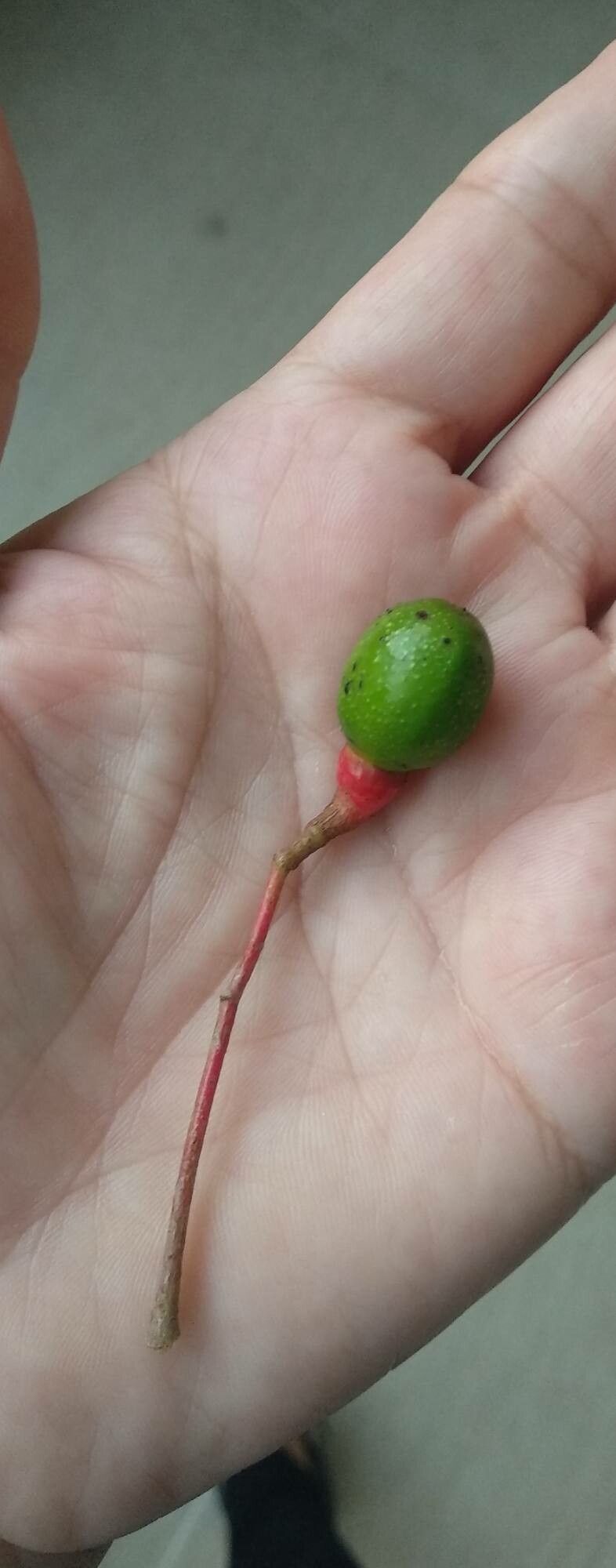 Ocotea coriacea fruit