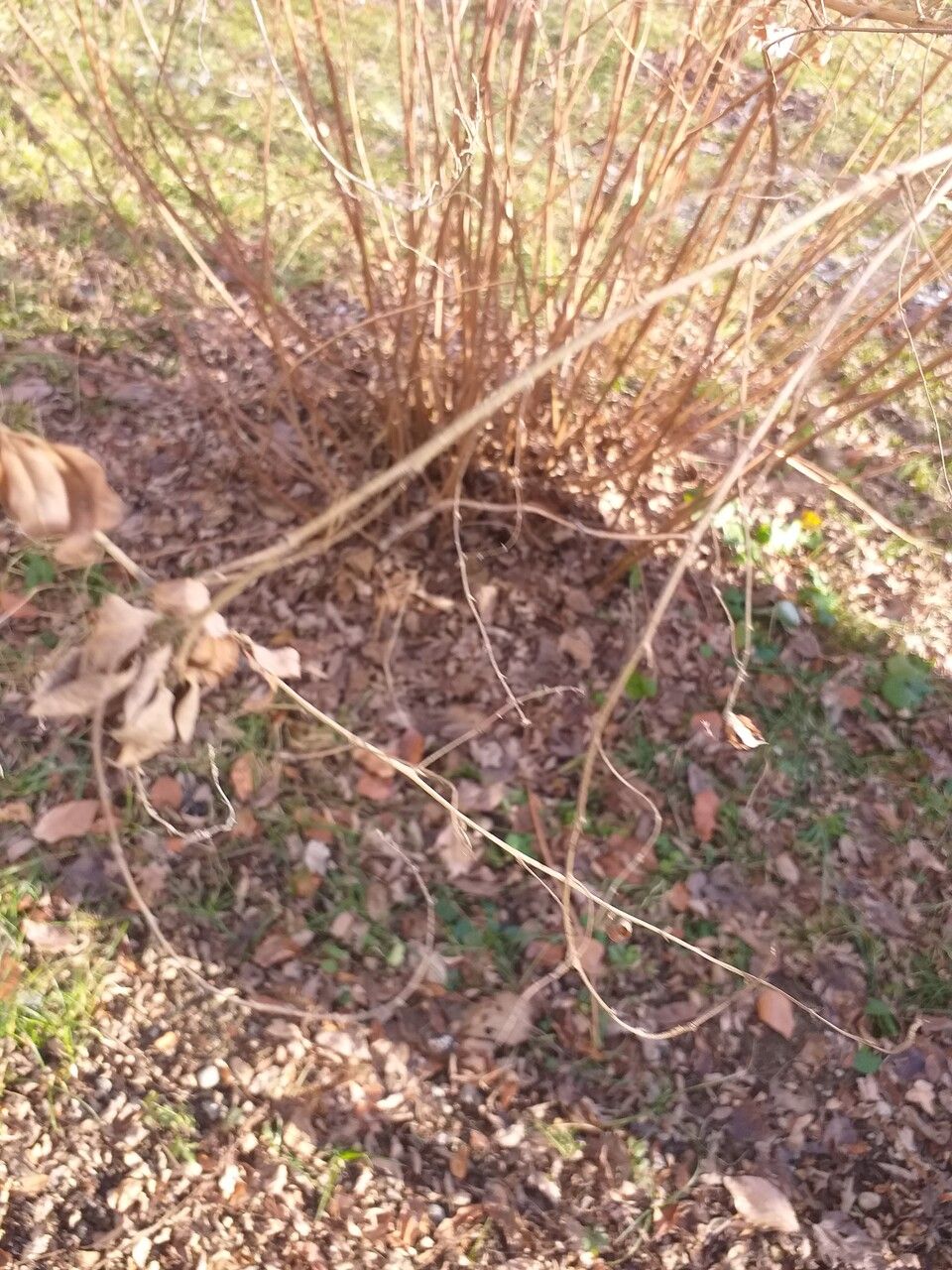 Lespedeza thunbergii bark