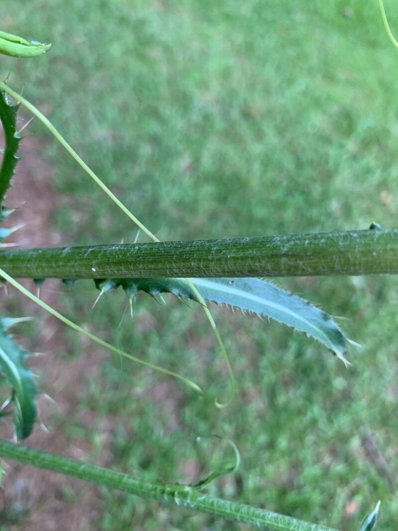 Cirsium texanum bark