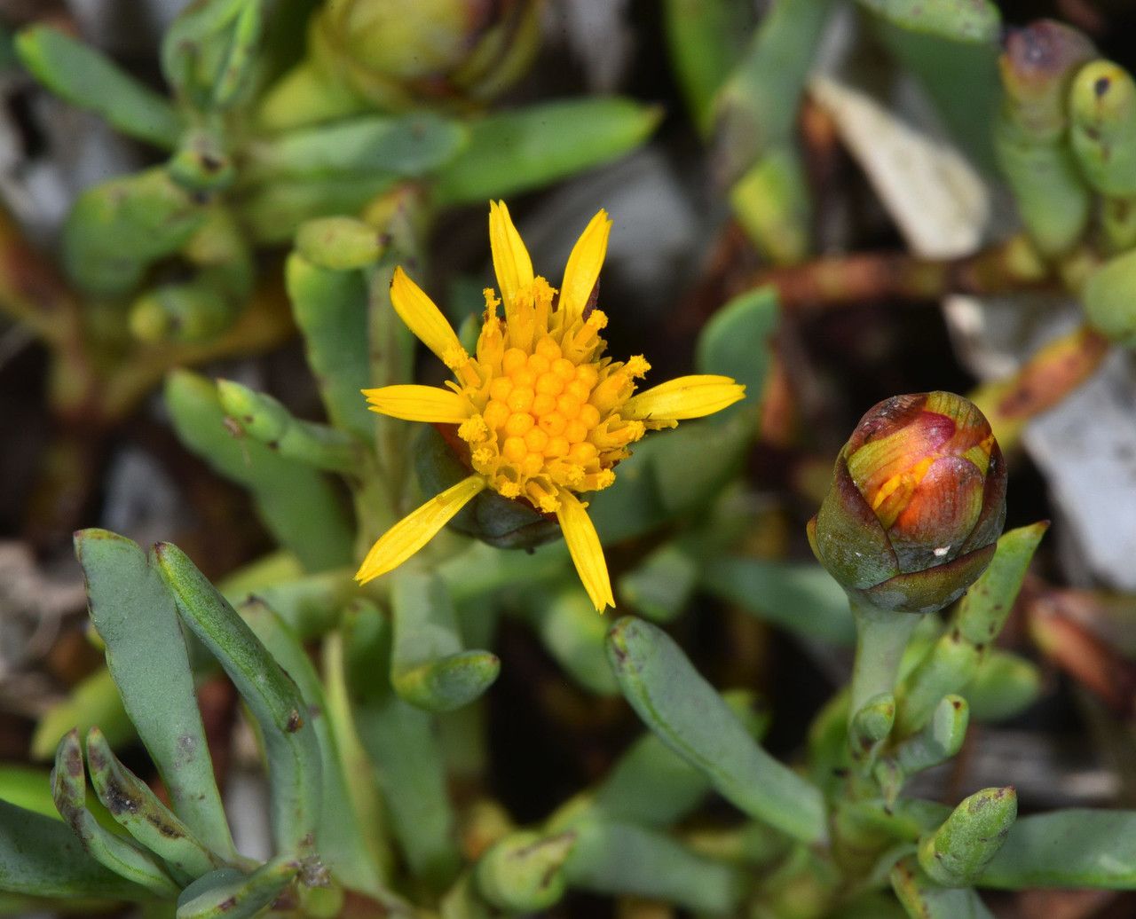 Jaumea carnosa flower