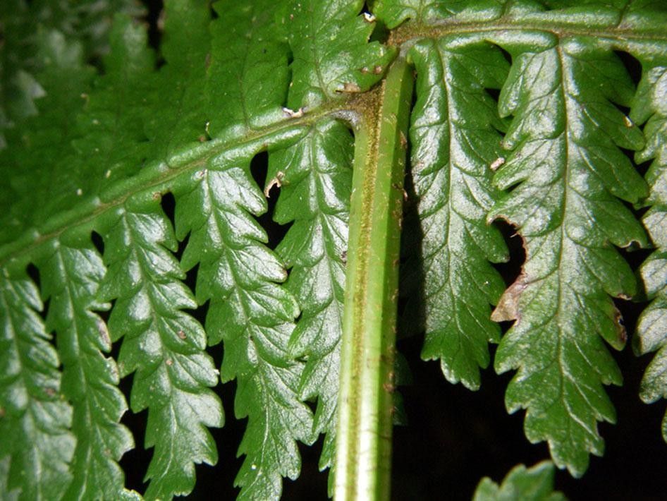 Stigmatopteris lechleri — houseplant care guide