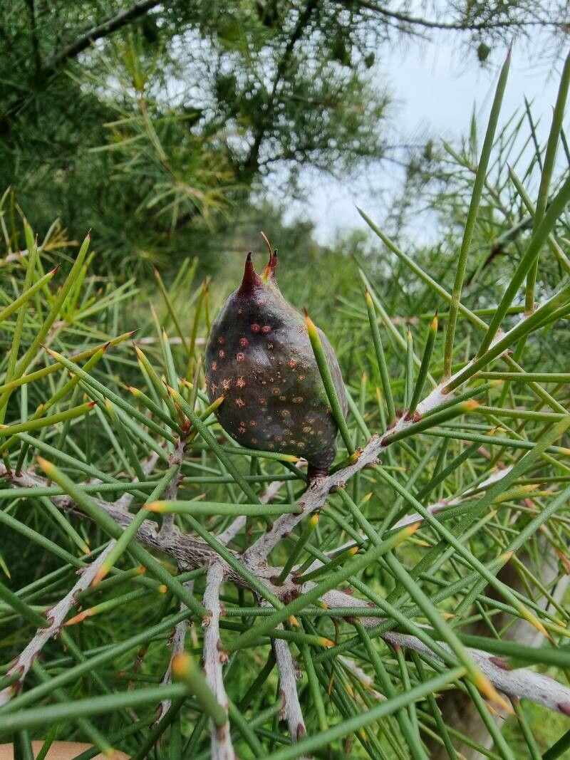 Hakea sericea fruit