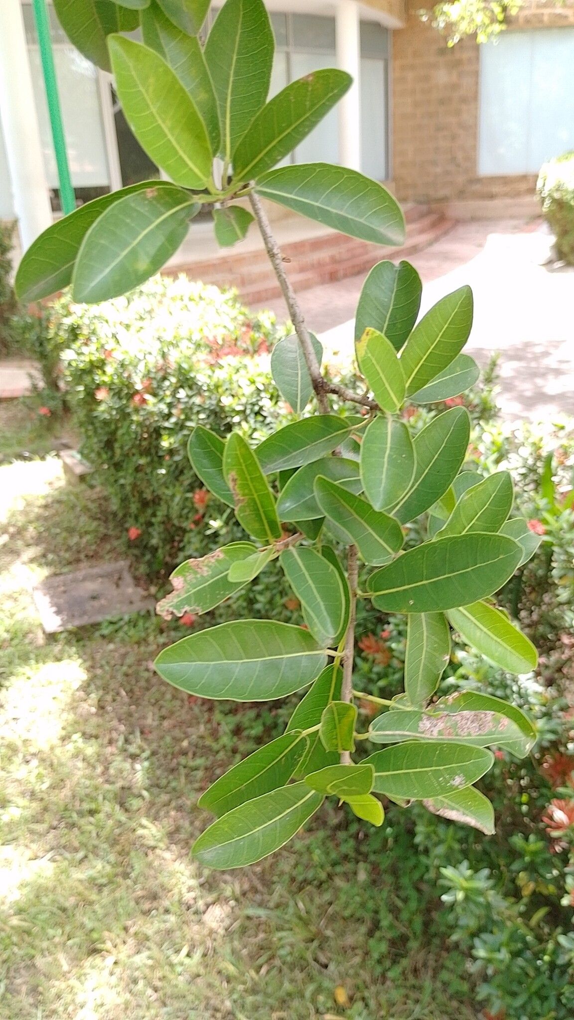 Ficus pallida — houseplant care guide