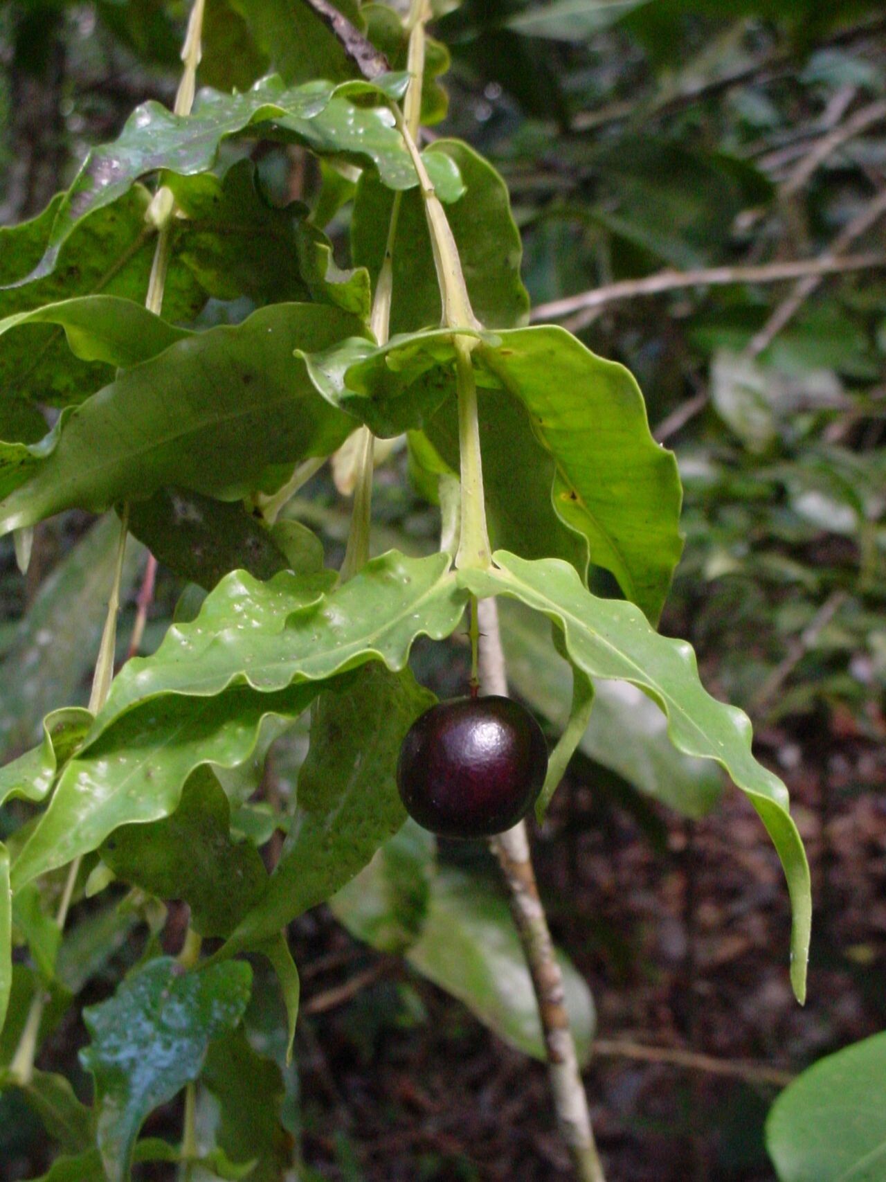 Syzygium jaffrei fruit