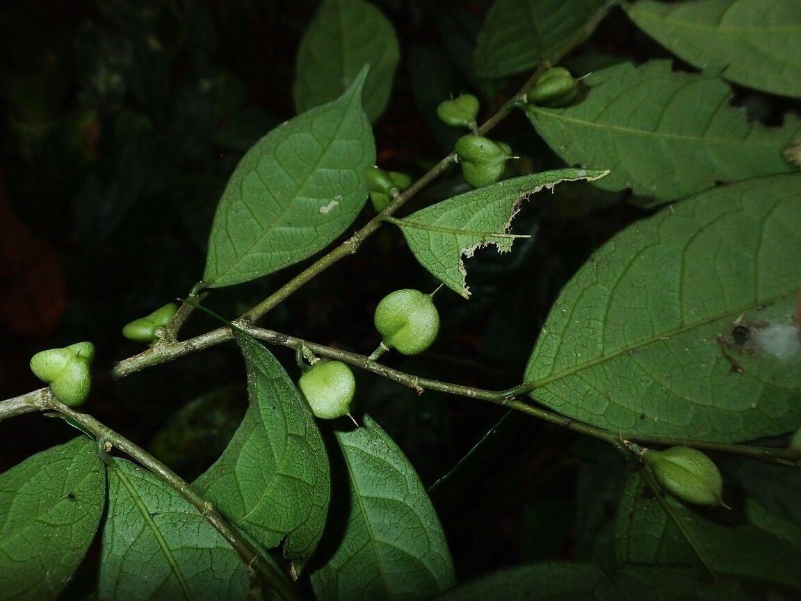 Rinorea caudata — houseplant care guide