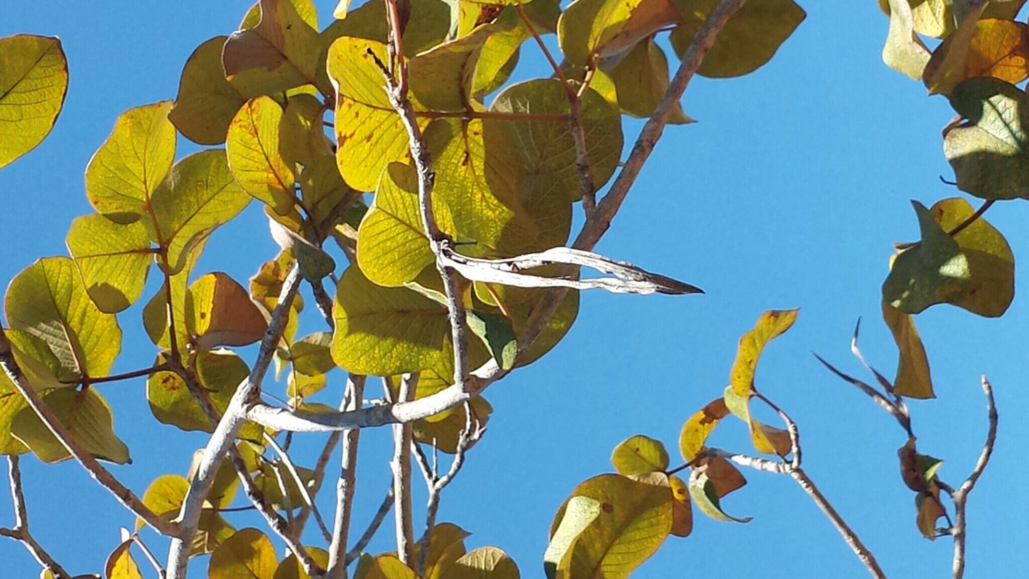 Stereospermum randrianaivoi — search result for 'Stereospermum'