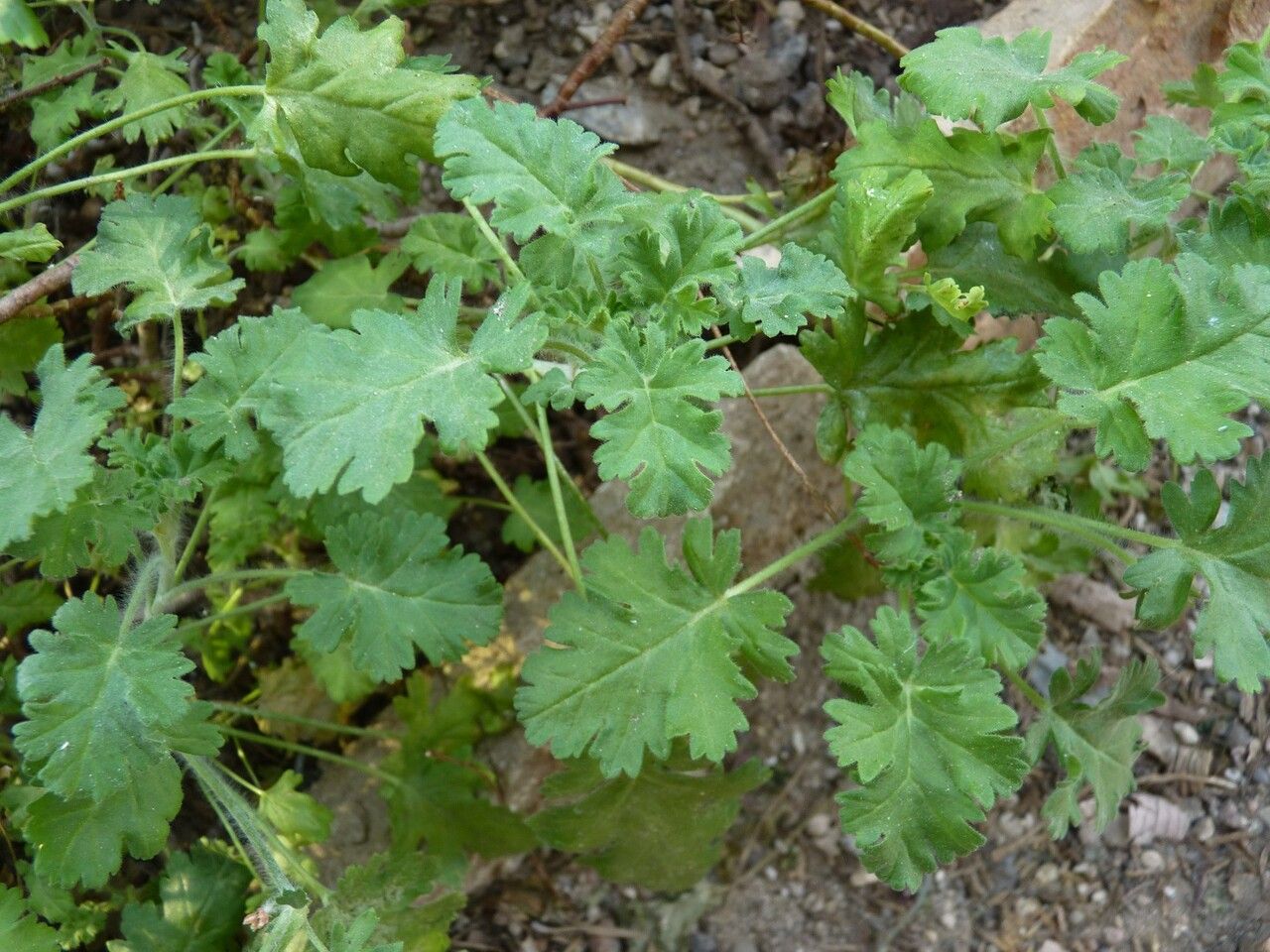Pelargonium ionidiflorum — houseplant care guide