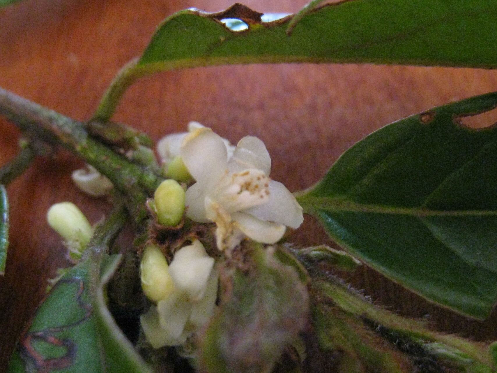 Symplocos guianensis — houseplant care guide