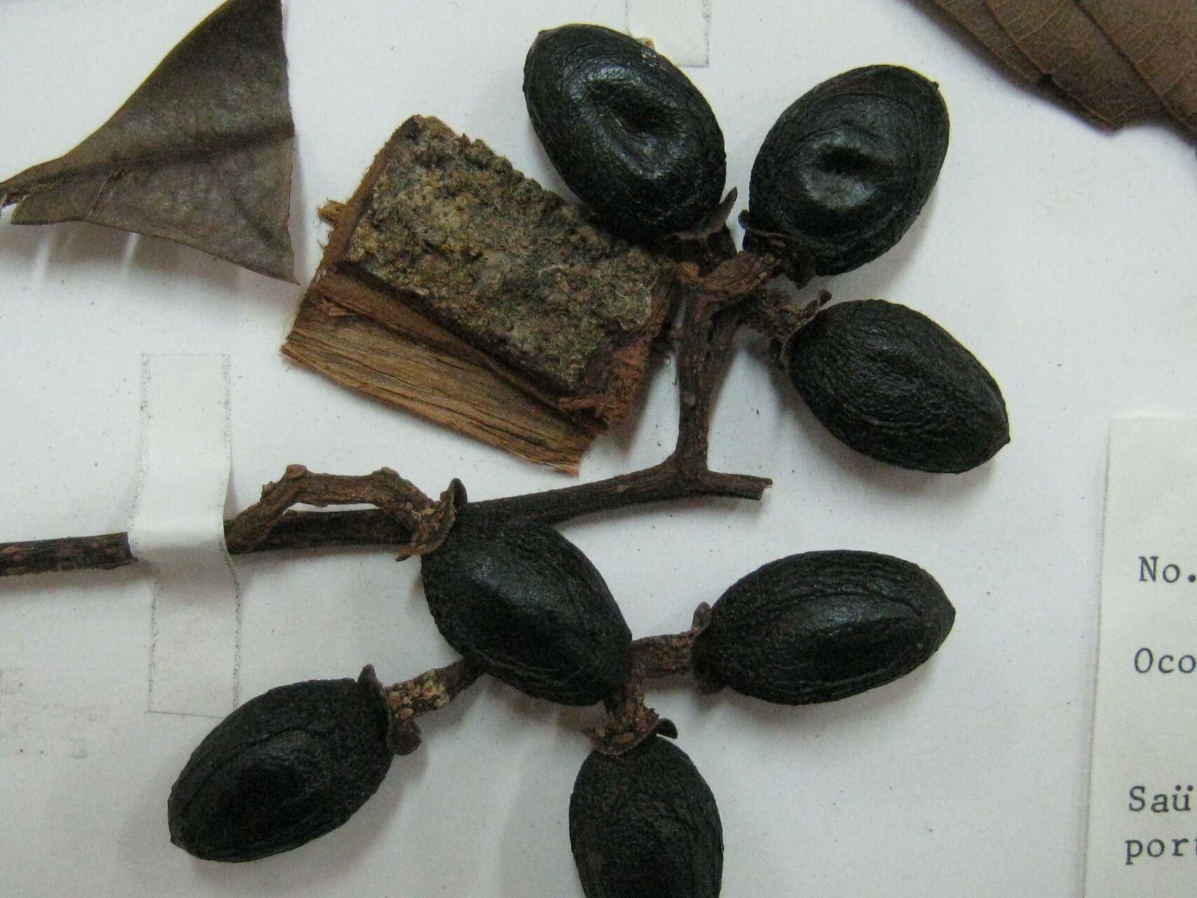 Ocotea fendleri — houseplant care guide