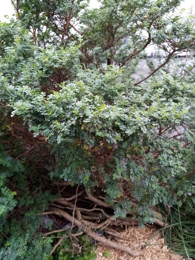 Searsia zeyheri leaf